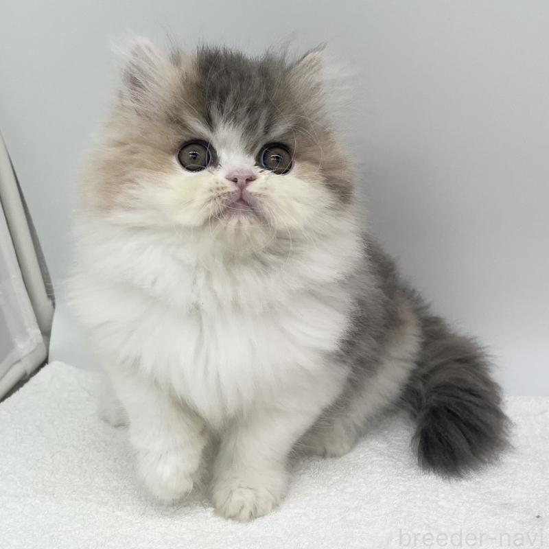 販売中の愛知県のミヌエット-137073の2枚目