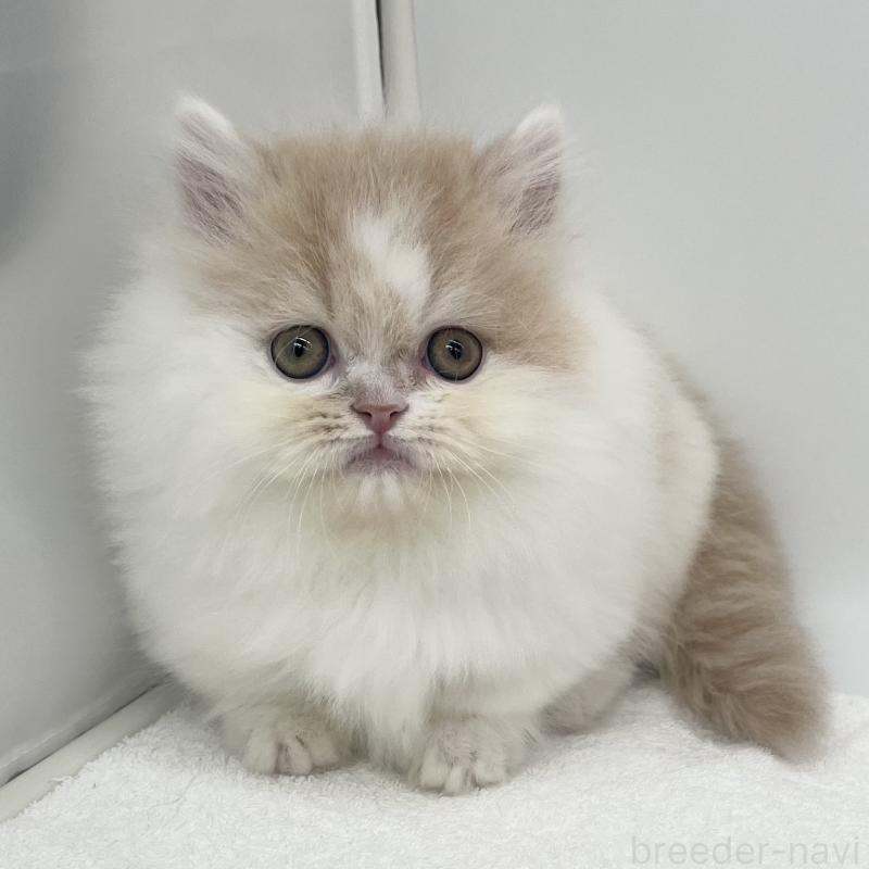 販売中の愛知県のミヌエット(短足)-137074の1枚目