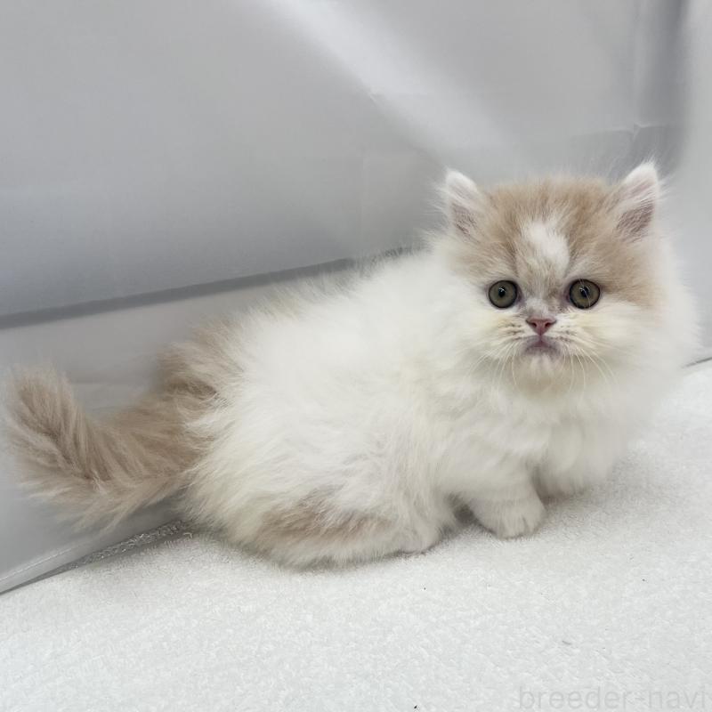 販売中の愛知県のミヌエット(短足)-137074の5枚目