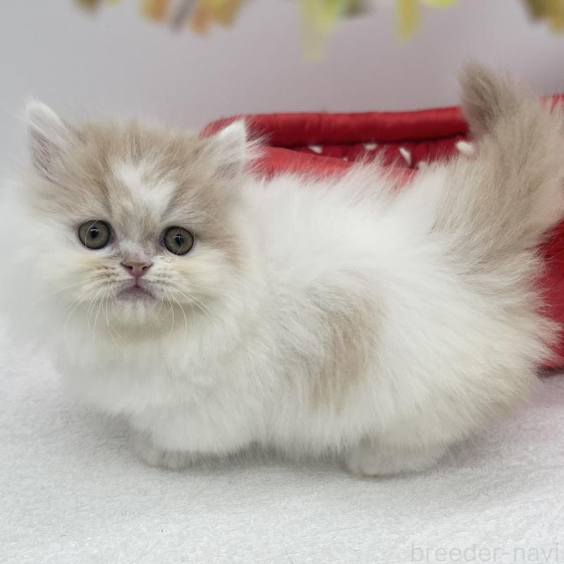 販売中の愛知県のミヌエット(短足)-137074の4枚目