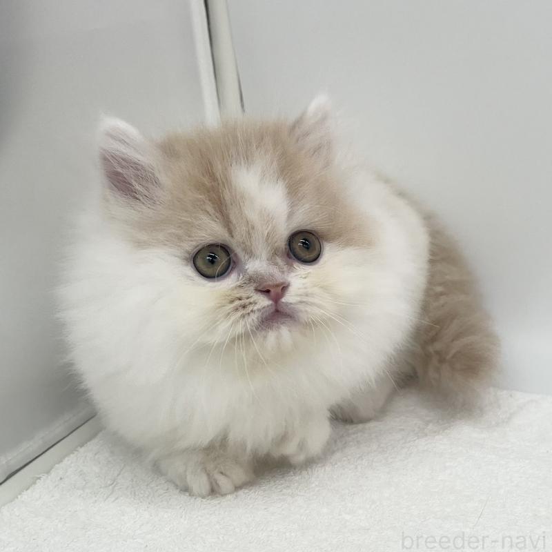 販売中の愛知県のミヌエット(短足)-137074の2枚目