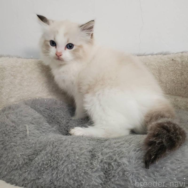 販売中の愛知県のラグドール-137075の5枚目