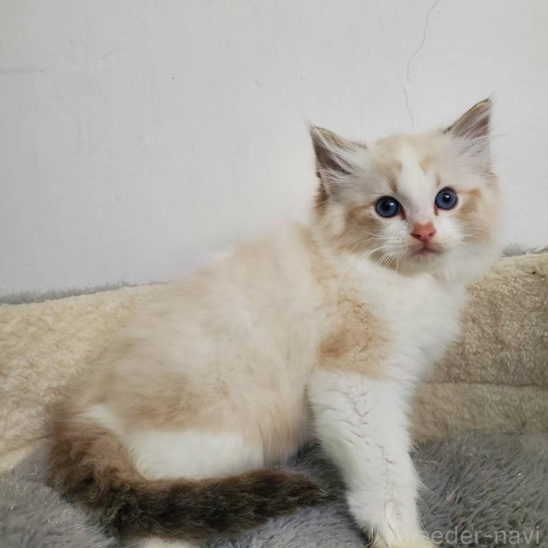 販売中の愛知県のラグドール-137075の1枚目