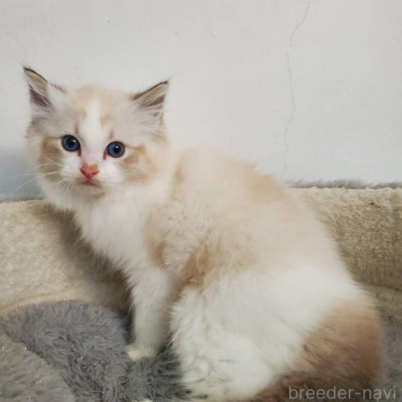 販売中の愛知県のラグドール-137075の3枚目