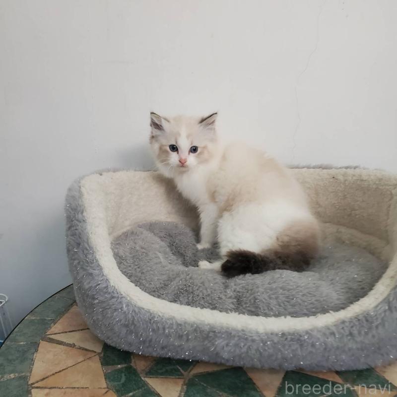 販売中の愛知県のラグドール-137075の2枚目