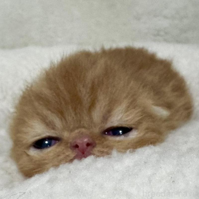 商談中の岐阜県のエキゾチックショートヘア-137077の6枚目