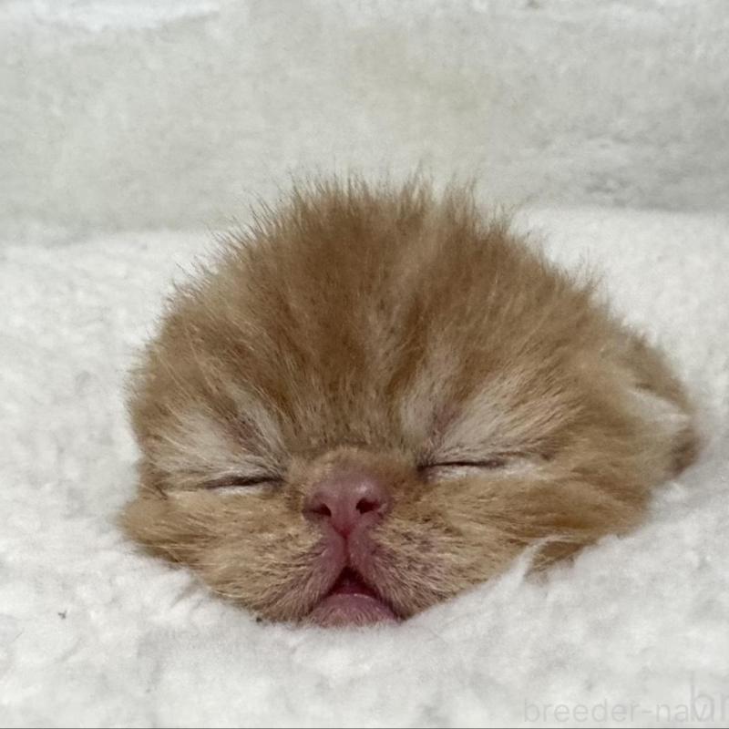 商談中の岐阜県のエキゾチックショートヘア-137077の5枚目