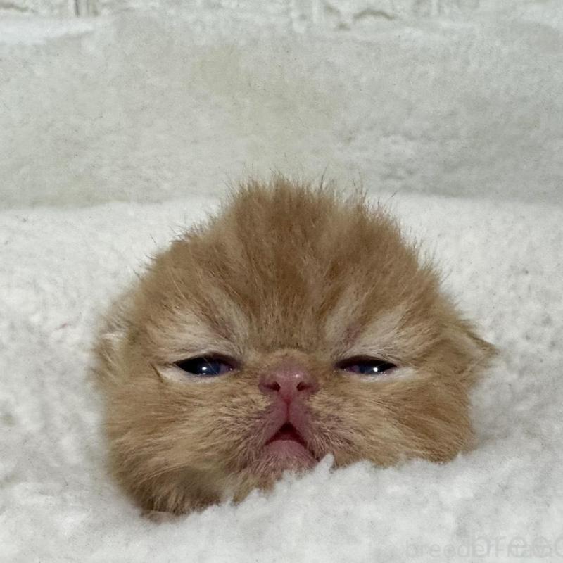 商談中の岐阜県のエキゾチックショートヘア-137077の3枚目