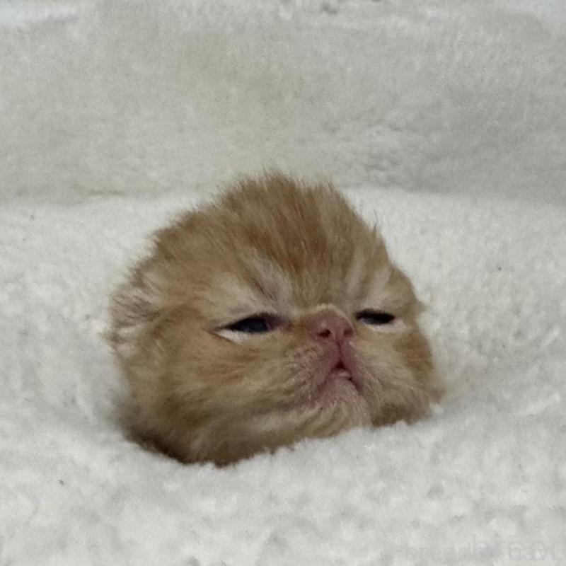 商談中の岐阜県のエキゾチックショートヘア-137077の2枚目