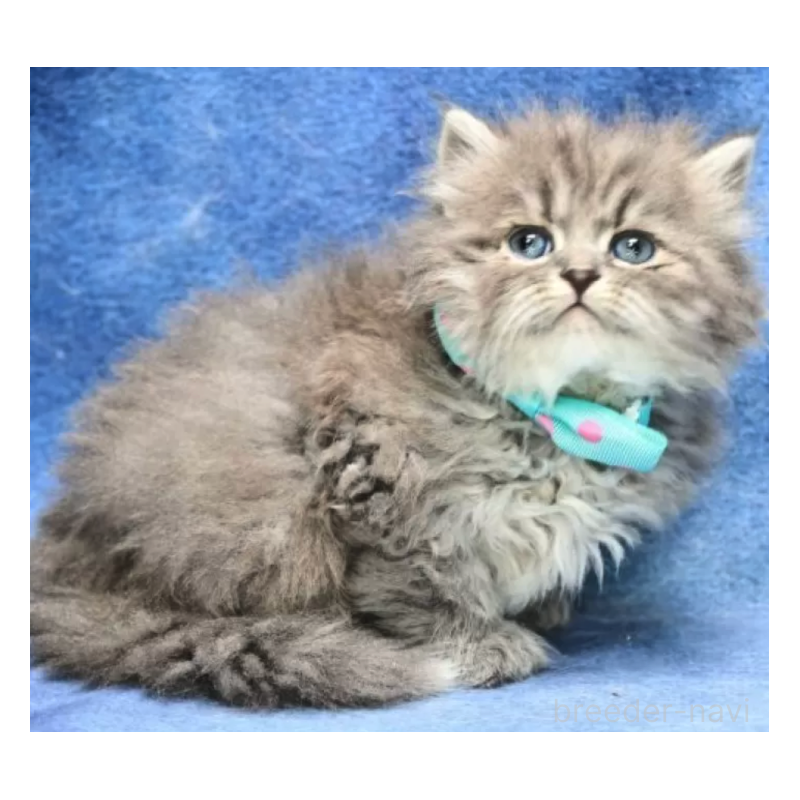 販売中の京都府のサイベリアン-137076の2枚目