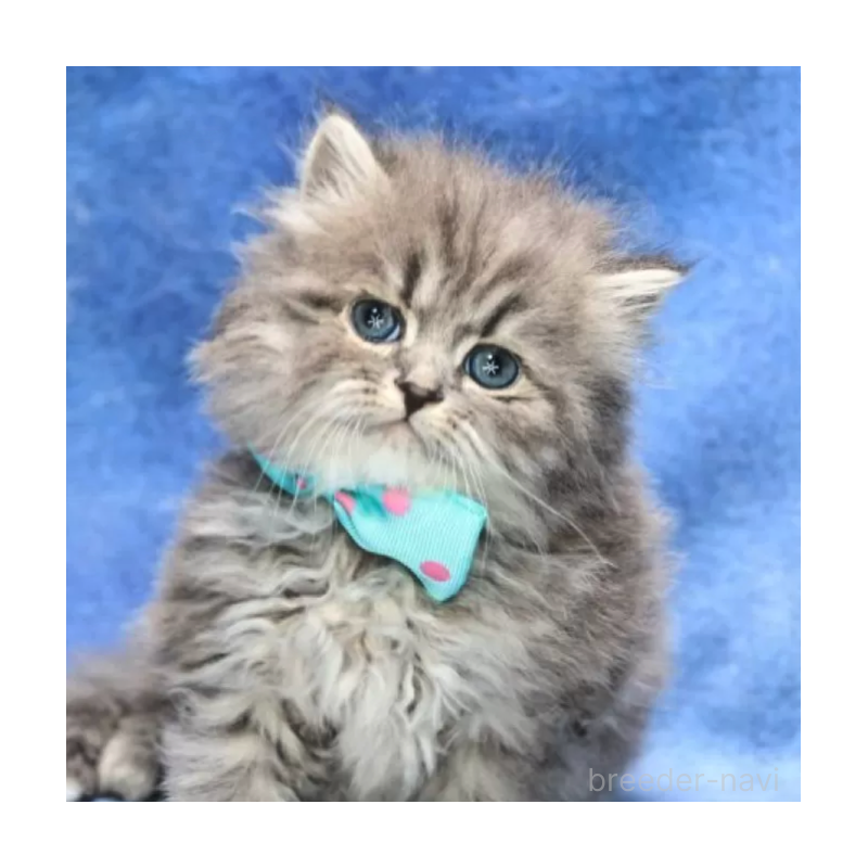 販売中の京都府のサイベリアン-137076