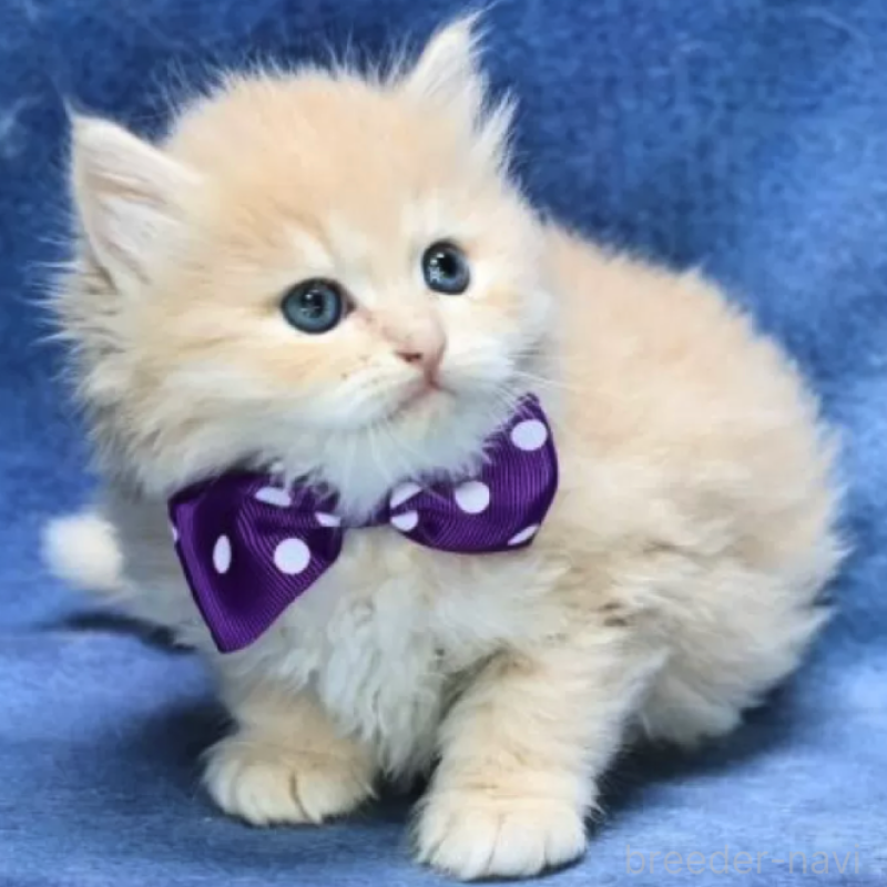 販売中の京都府のサイベリアン-137078