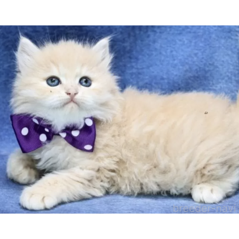 販売中の京都府のサイベリアン-137078の2枚目