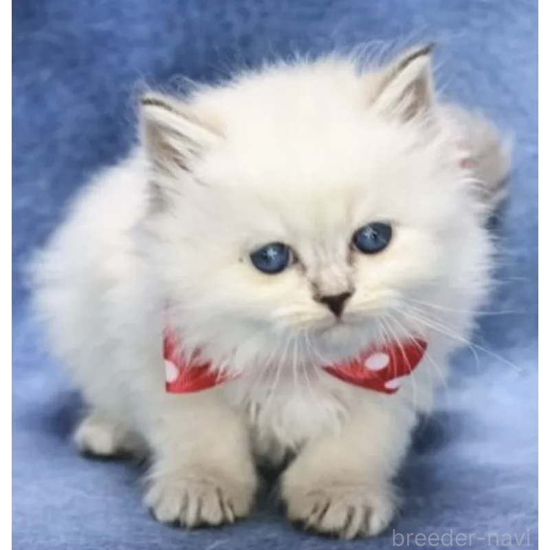 販売中の京都府のサイベリアン-137079の2枚目