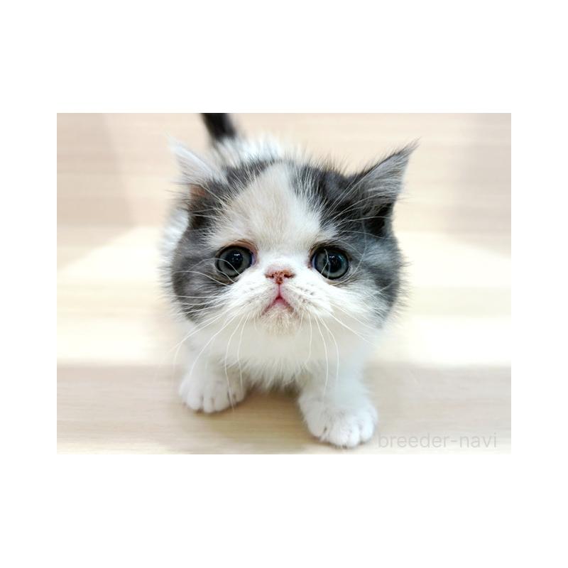 販売中の東京都のエキゾチックショートヘア-137080の4枚目