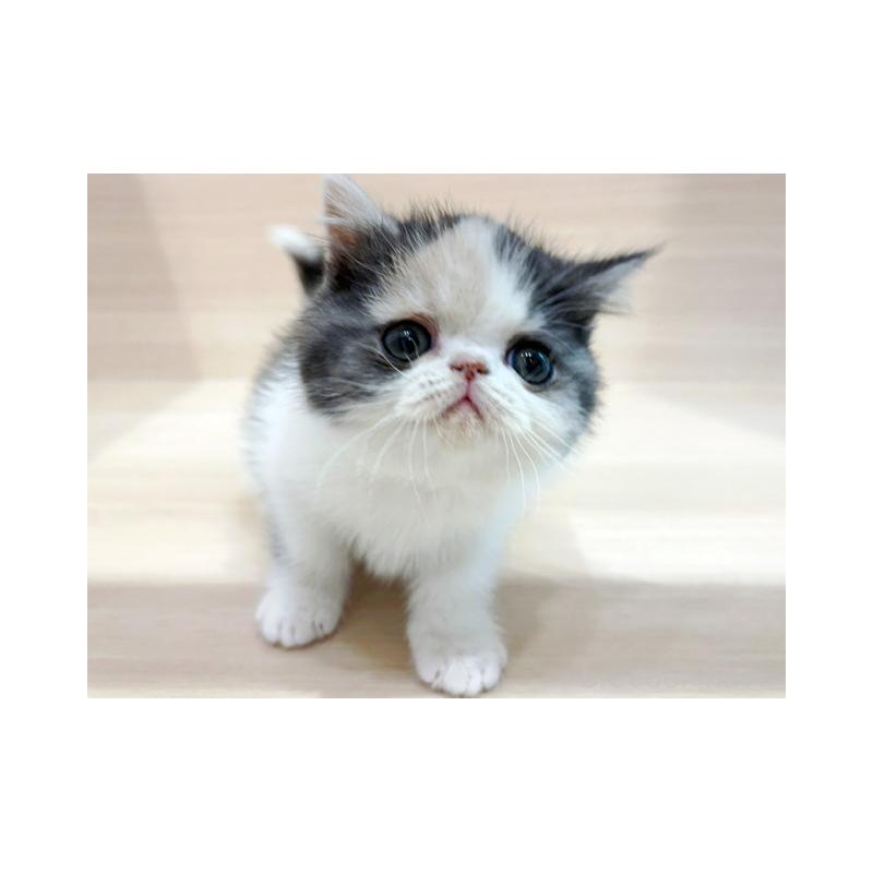 販売中の東京都のエキゾチックショートヘア-137080の3枚目