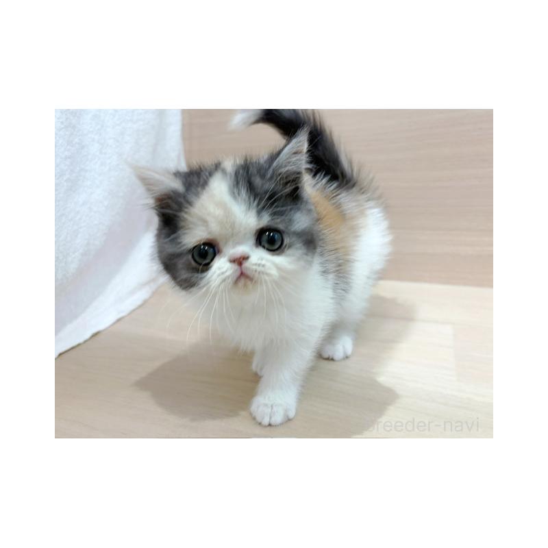 販売中の東京都のエキゾチックショートヘア-137080の2枚目