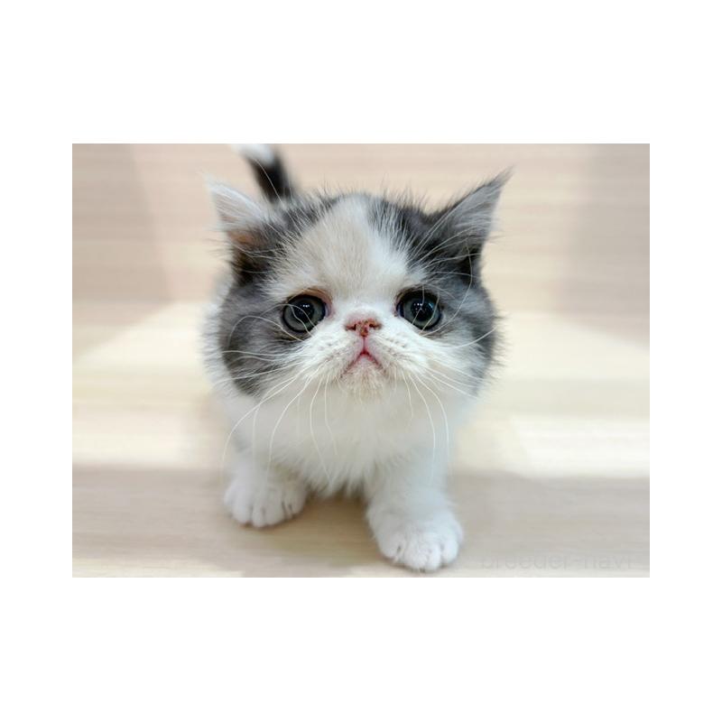 販売中の東京都のエキゾチックロングヘア-137081