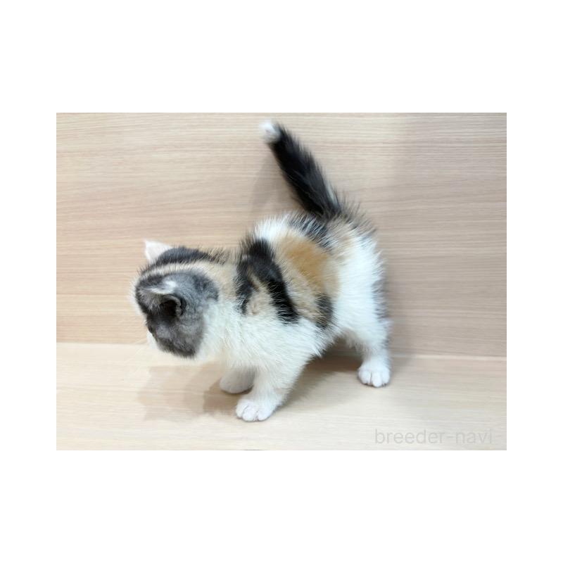 販売中の東京都のエキゾチックロングヘア-137081の5枚目