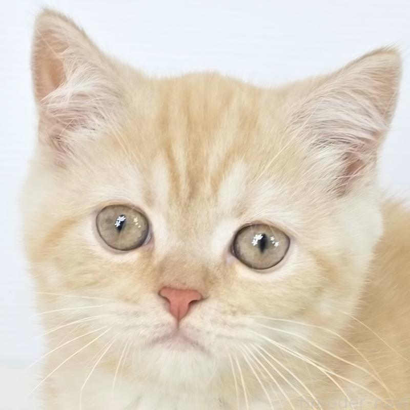 商談中の茨城県のマンチカン(短足)-135046の1枚目