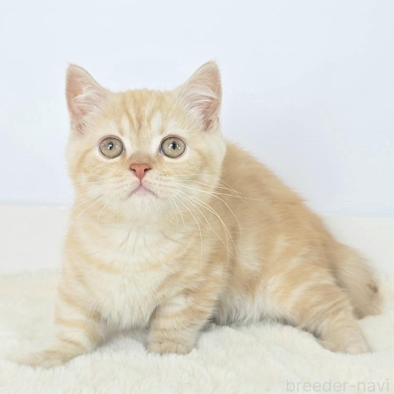 商談中の茨城県のマンチカン(短足)-135046の4枚目