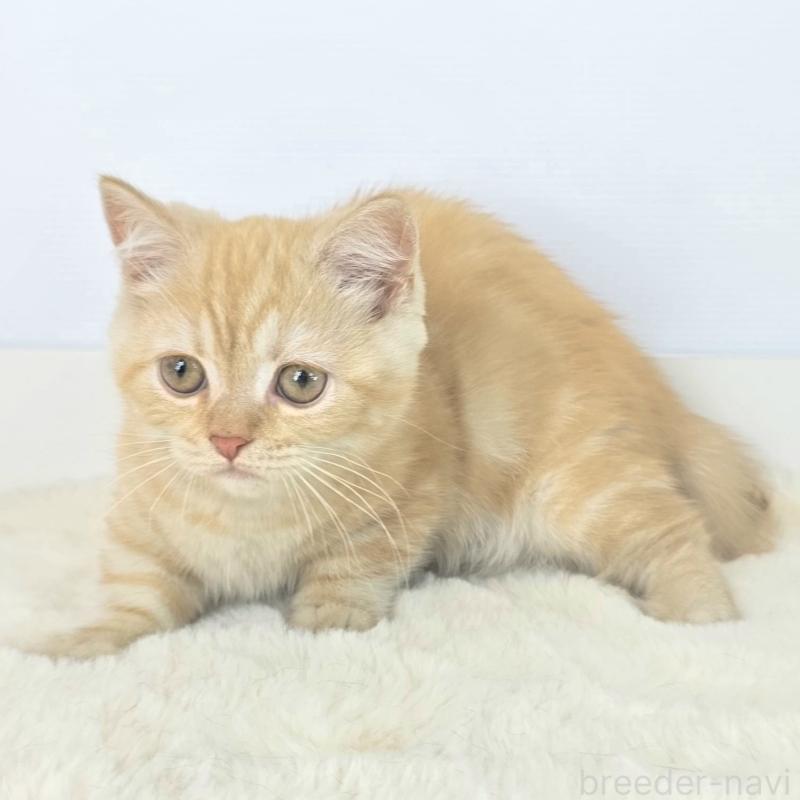 商談中の茨城県のマンチカン(短足)-135046の2枚目