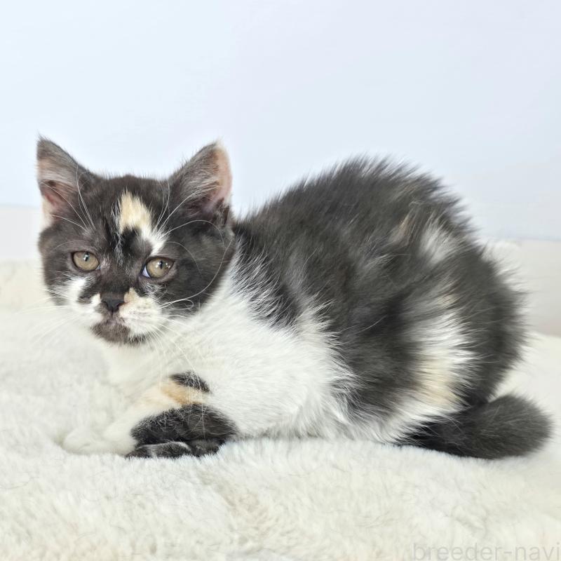 販売中の茨城県のマンチカン(短足)-135048の5枚目