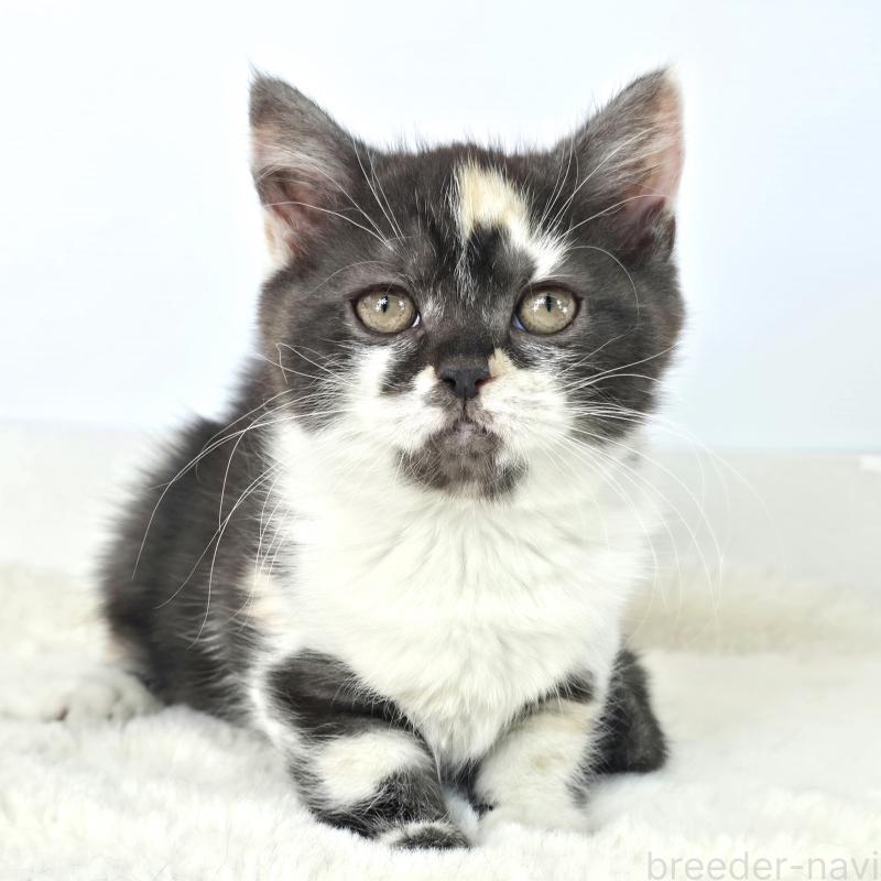 販売中の茨城県のマンチカン(短足)-135048の4枚目