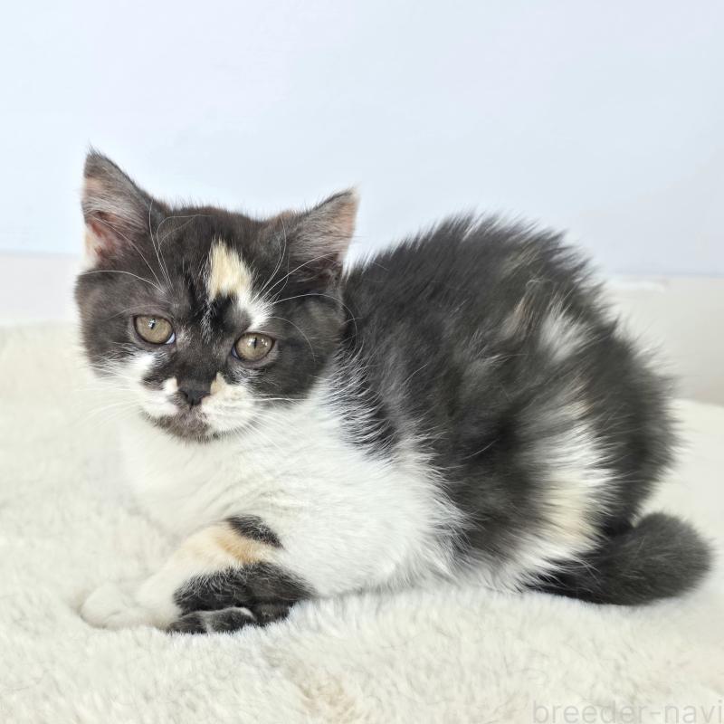 販売中の茨城県のマンチカン(短足)-135048の3枚目