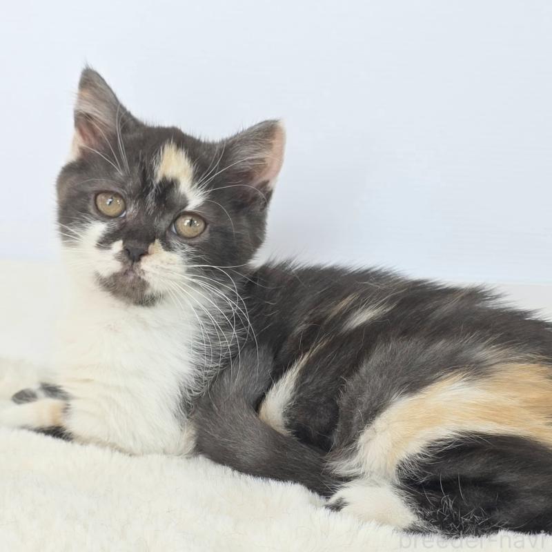 販売中の茨城県のマンチカン(短足)-135048の2枚目