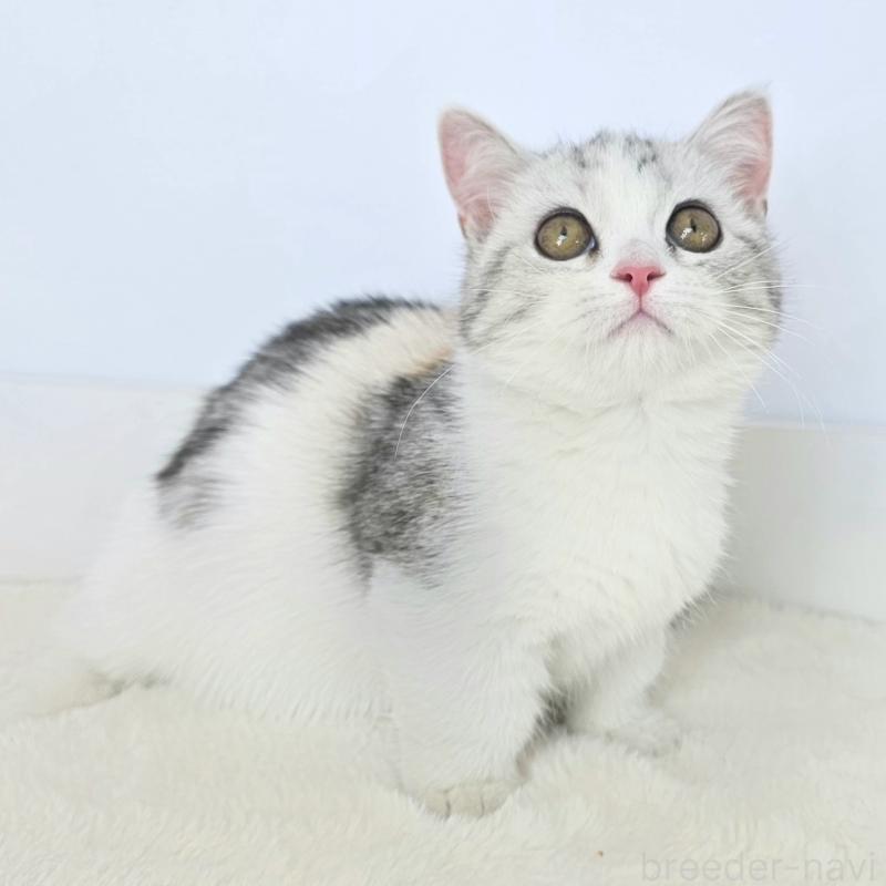 販売中の茨城県のマンチカン(短足)-132606の6枚目