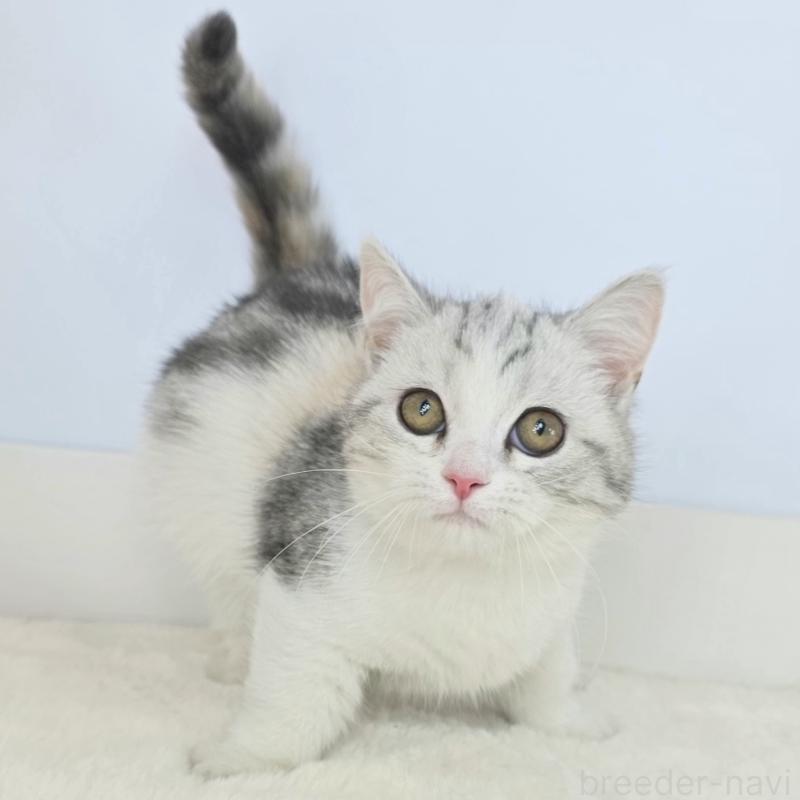 販売中の茨城県のマンチカン(短足)-132606の4枚目