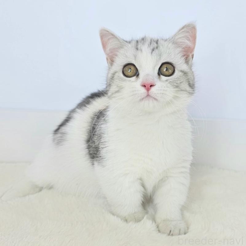 販売中の茨城県のマンチカン(短足)-132606の3枚目