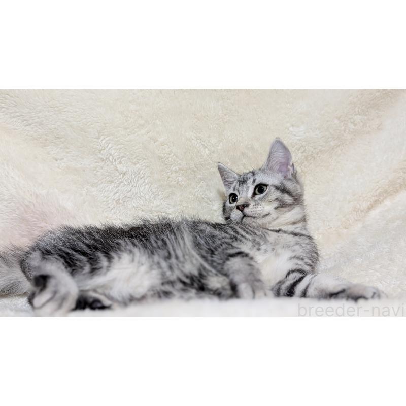 販売中の宮城県のスコティッシュフォールド-133524の10枚目