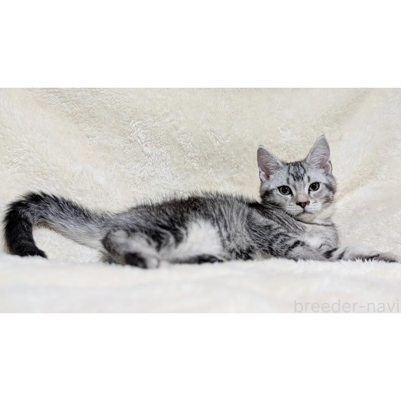 販売中の宮城県のスコティッシュフォールド-133524の8枚目