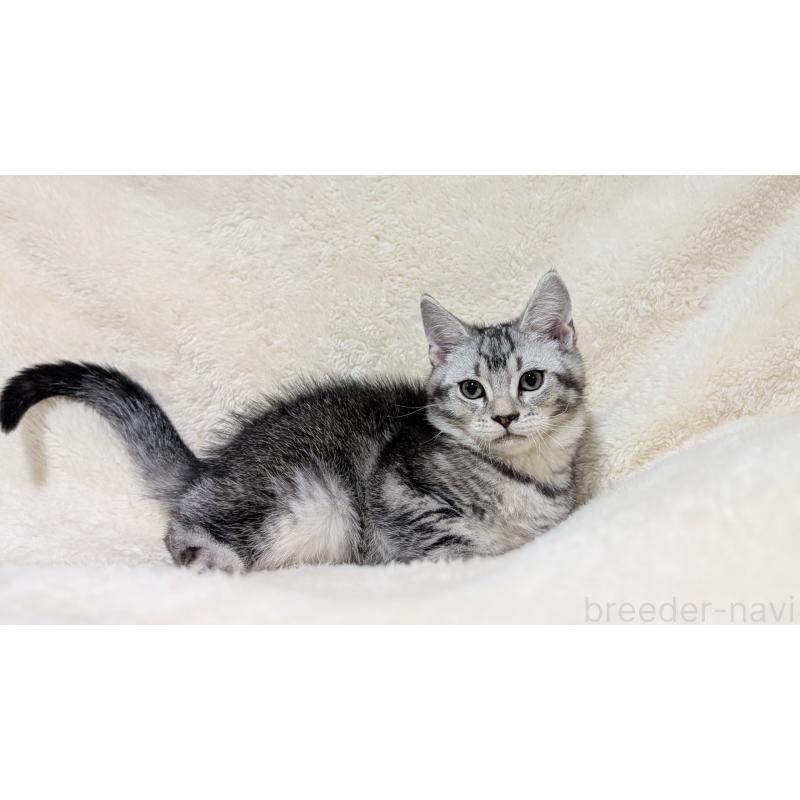 販売中の宮城県のスコティッシュフォールド-133524の7枚目