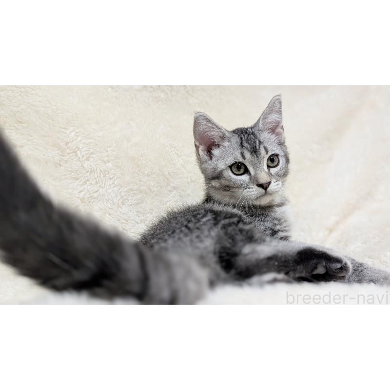 販売中の宮城県のスコティッシュフォールド-133520の13枚目