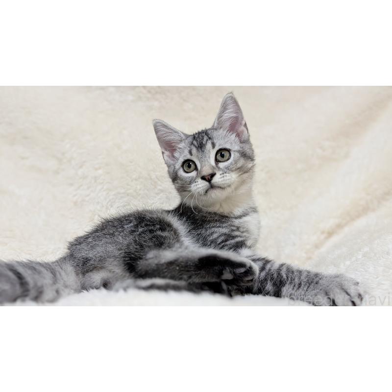 販売中の宮城県のスコティッシュフォールド-133520の12枚目