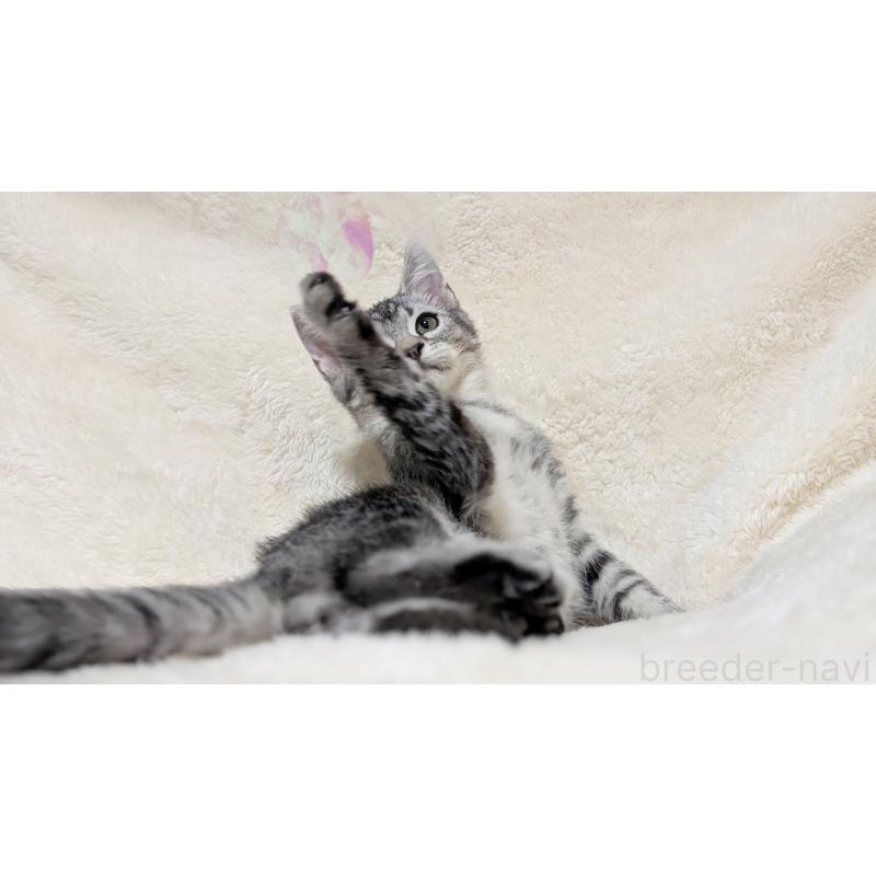 販売中の宮城県のスコティッシュフォールド-133520の11枚目