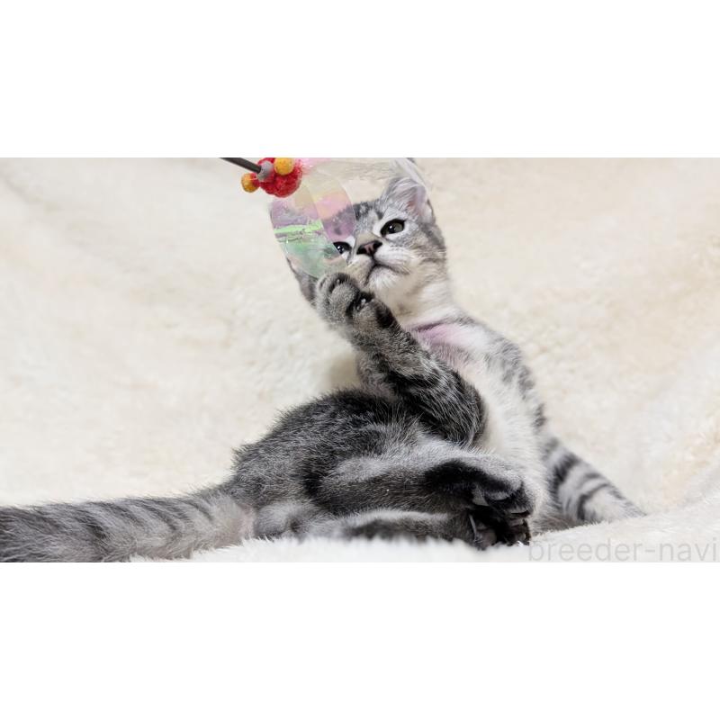 販売中の宮城県のスコティッシュフォールド-133520の10枚目