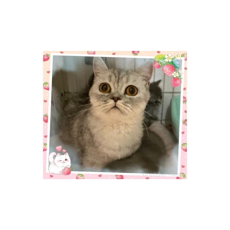 販売中の千葉県のミヌエット-137082の4枚目