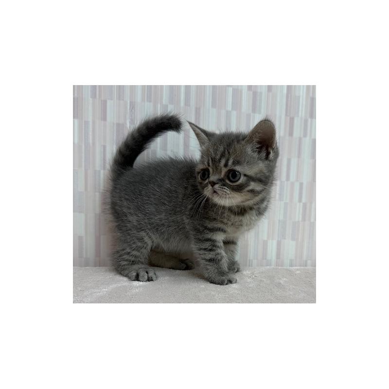 販売中の千葉県のミヌエット-137082の3枚目