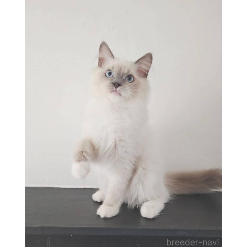 販売中の愛知県のラグドール-137083の6枚目