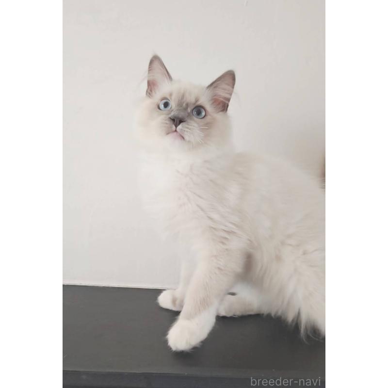 販売中の愛知県のラグドール-137083の5枚目