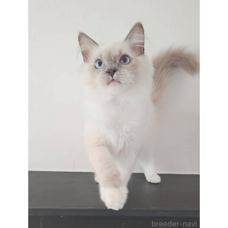 販売中の愛知県のラグドール-137083の4枚目