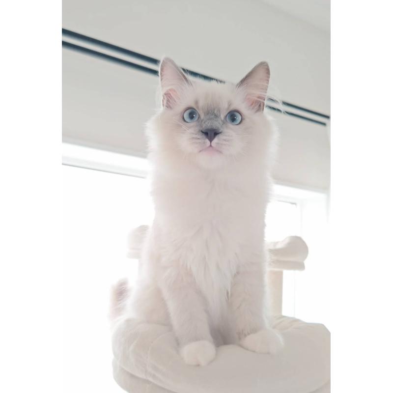 販売中の愛知県のラグドール-137083の3枚目