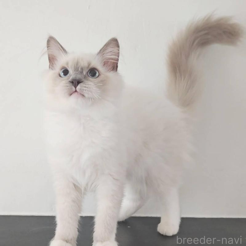 販売中の愛知県のラグドール-137083の1枚目