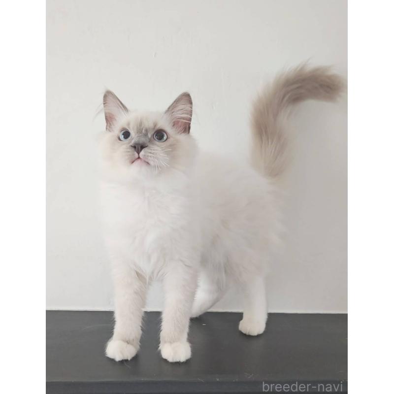 販売中の愛知県のラグドール-137083の2枚目