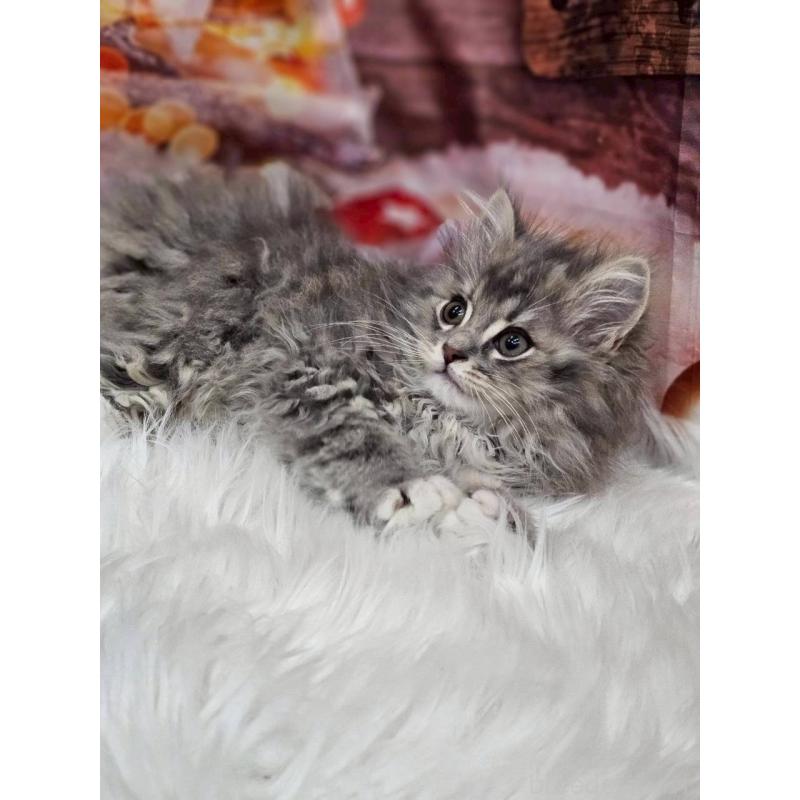 商談中の埼玉県のサイベリアン-132764の4枚目