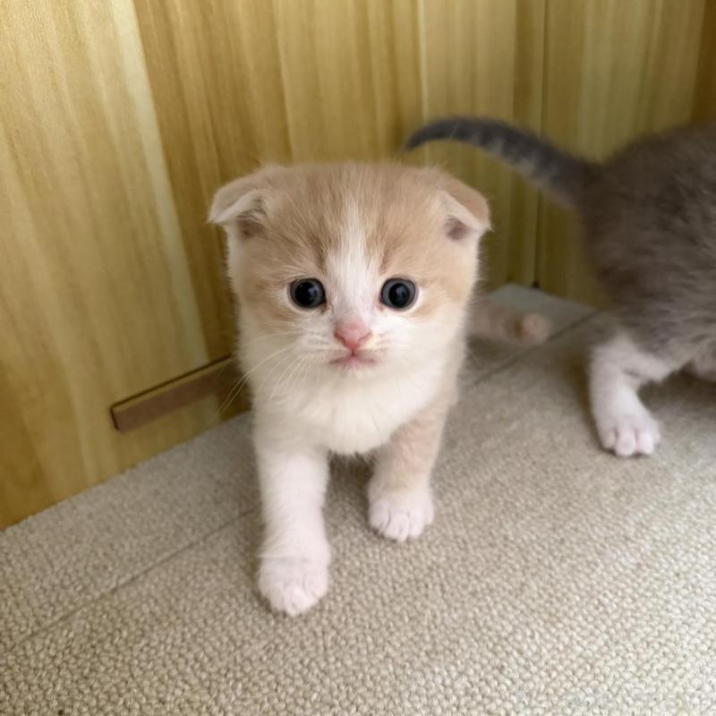 販売中の岡山県のスコティッシュフォールド(折れ耳)-137084の5枚目